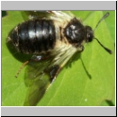 Abia fasciata - Keulhornblattwespe 01d.jpg